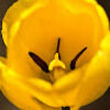 harjinder_thind